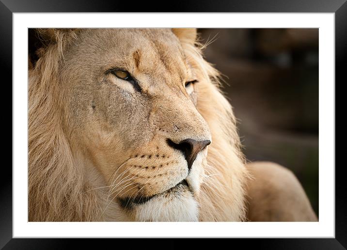 The Lion King Framed Mounted Print by Simon Wrigglesworth
