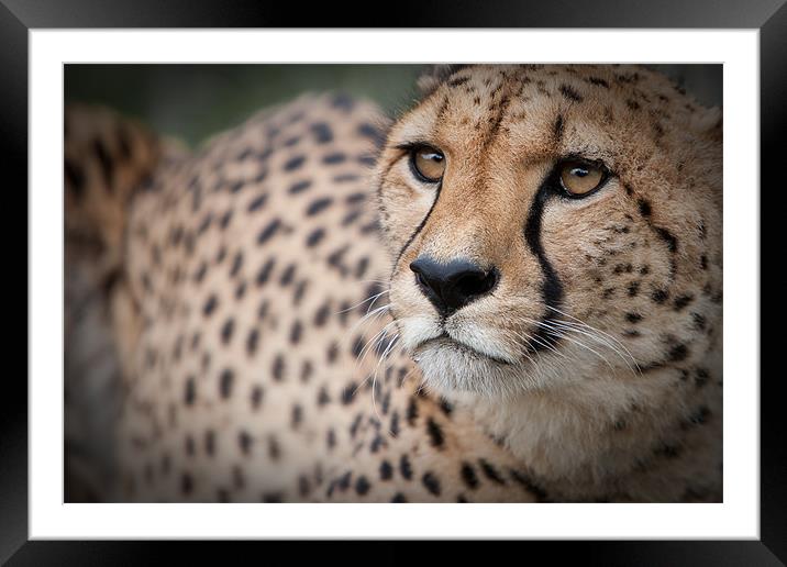 Love the Cheetah Framed Mounted Print by Simon Wrigglesworth