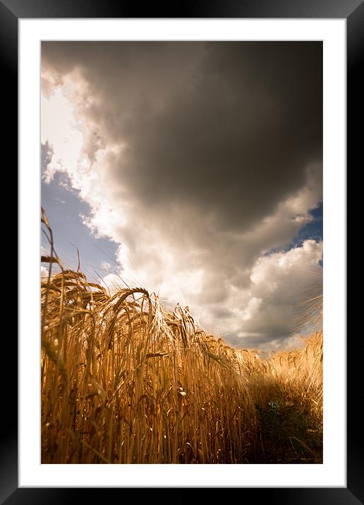 Harvest days ahead Framed Mounted Print by Simon Wrigglesworth