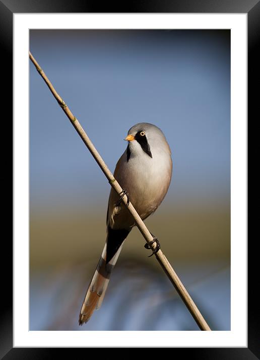 Bearded Tit Framed Mounted Print by Simon Wrigglesworth