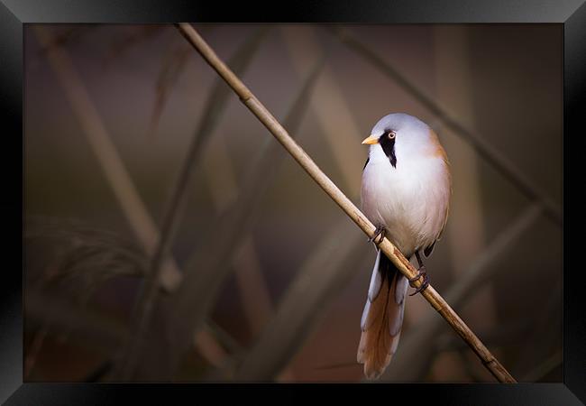 Into The Light - Bearded Tit Framed Print by Simon Wrigglesworth