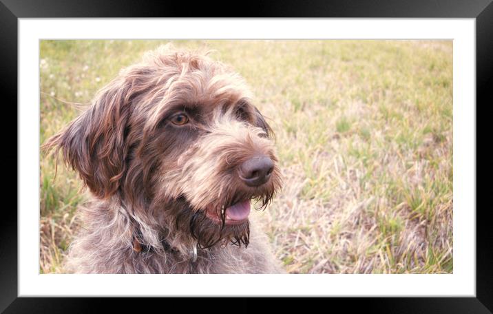 The Rescue Dog Framed Mounted Print by Simon Wrigglesworth
