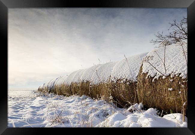 Snow bales - Norfolk Framed Print by Simon Wrigglesworth