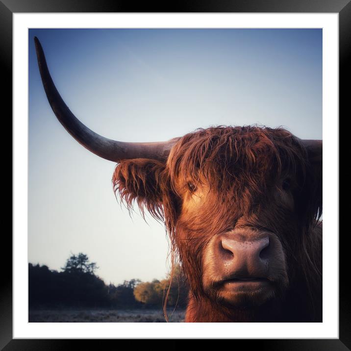 Highland Cow portrait Framed Mounted Print by Simon Wrigglesworth