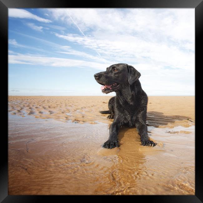 Beach Dog Framed Print by Simon Wrigglesworth