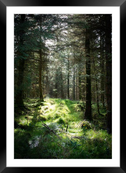 Forrest Glade Framed Mounted Print by Simon Wrigglesworth