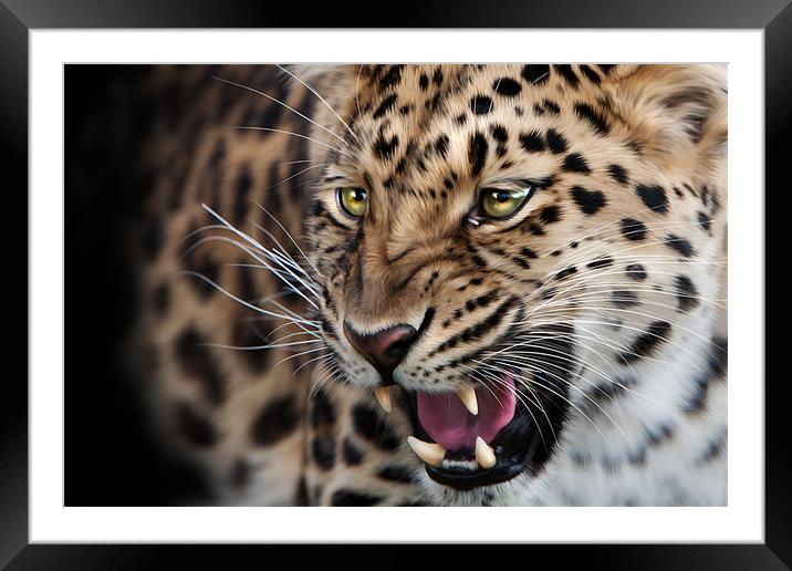Amur leopard Framed Mounted Print by Simon Wrigglesworth