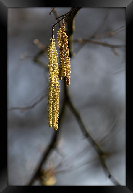 Catkin Framed Print by Simon Wrigglesworth