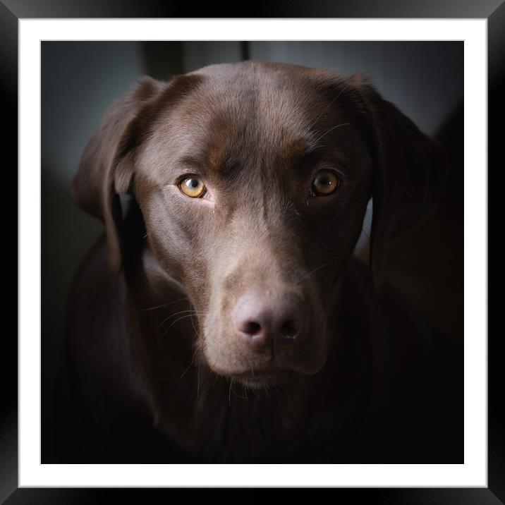 Chocolate Labrador Framed Mounted Print by Simon Wrigglesworth