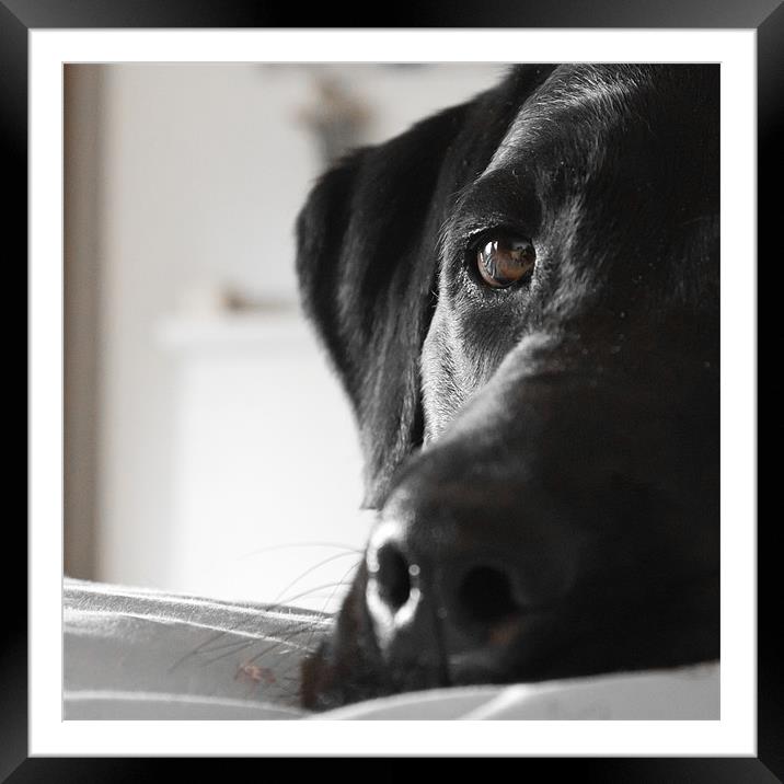 Long Day - Black Lab Framed Mounted Print by Simon Wrigglesworth