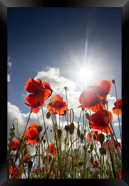 Summer Meadow - Poppies Framed Print by Simon Wrigglesworth