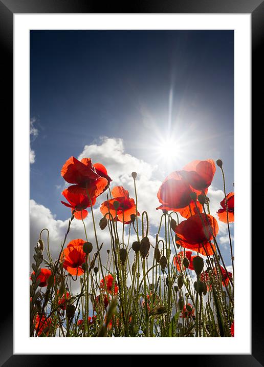 Summer Meadow - Poppies Framed Mounted Print by Simon Wrigglesworth