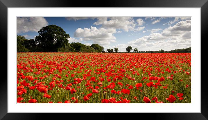 A Poppy or Two Framed Mounted Print by Simon Wrigglesworth