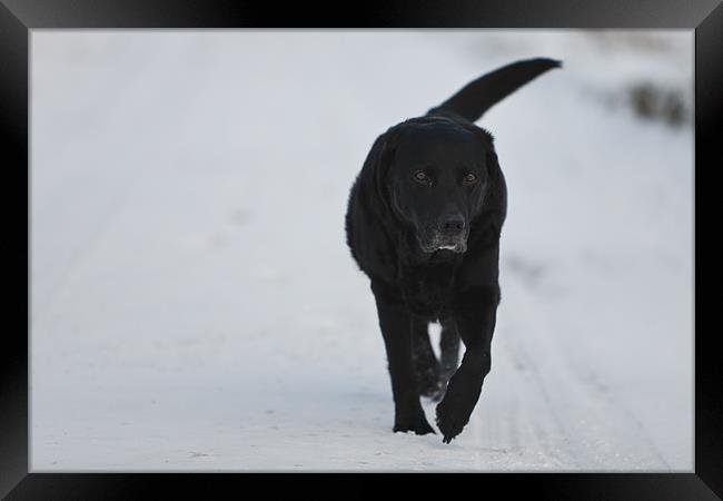 Winter Walk - Black Labrador Framed Print by Simon Wrigglesworth
