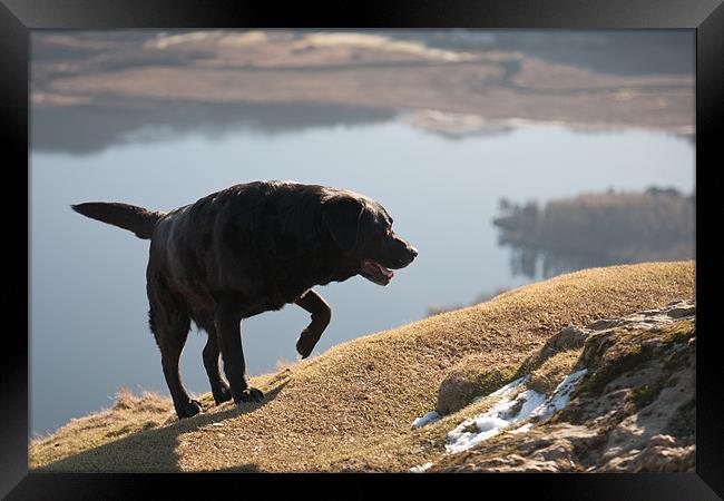 Made it - Black Labrador Framed Print by Simon Wrigglesworth