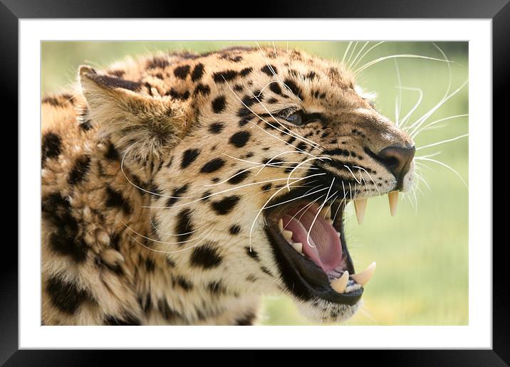 Laughing Leopard -Amur Leopard Framed Mounted Print by Simon Wrigglesworth