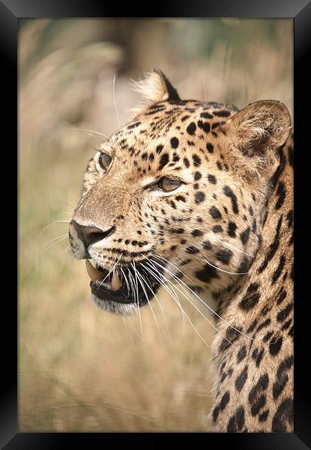 Amur Leopard in the sun Framed Print by Simon Wrigglesworth