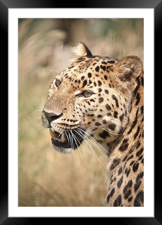Amur Leopard in the sun Framed Mounted Print by Simon Wrigglesworth