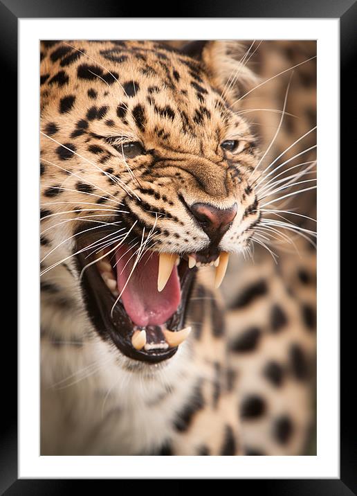 The Snarler - Amur Leopard Framed Mounted Print by Simon Wrigglesworth