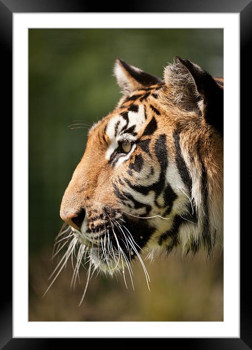 Focused - Tiger Portrait Framed Mounted Print by Simon Wrigglesworth