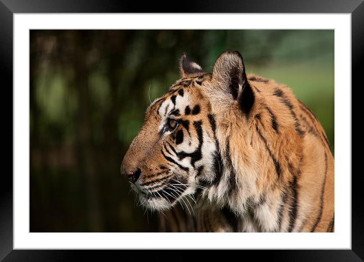 A sideways glance - Tiger Framed Mounted Print by Simon Wrigglesworth