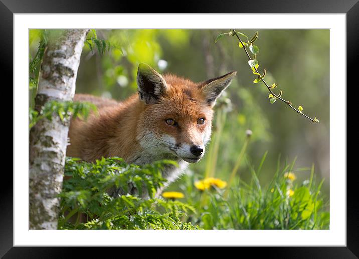 Searching - Fox Framed Mounted Print by Simon Wrigglesworth
