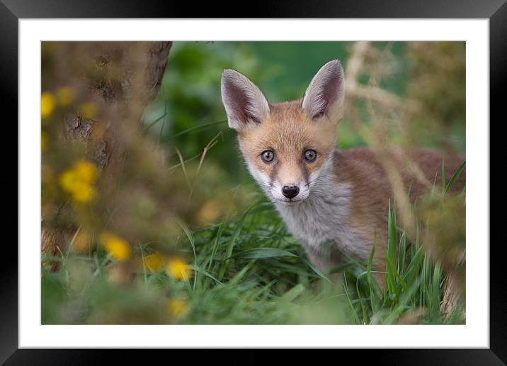 Rumbled - Fox Framed Mounted Print by Simon Wrigglesworth