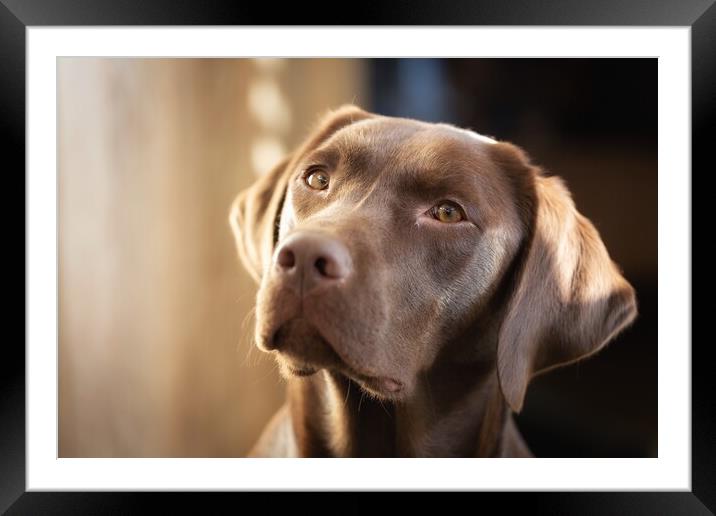 Animal dog Framed Mounted Print by Simon Wrigglesworth