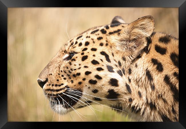 On your Marks -Amur Leopard Framed Print by Simon Wrigglesworth