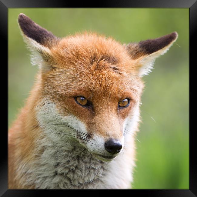 Bashful - Fox Framed Print by Simon Wrigglesworth