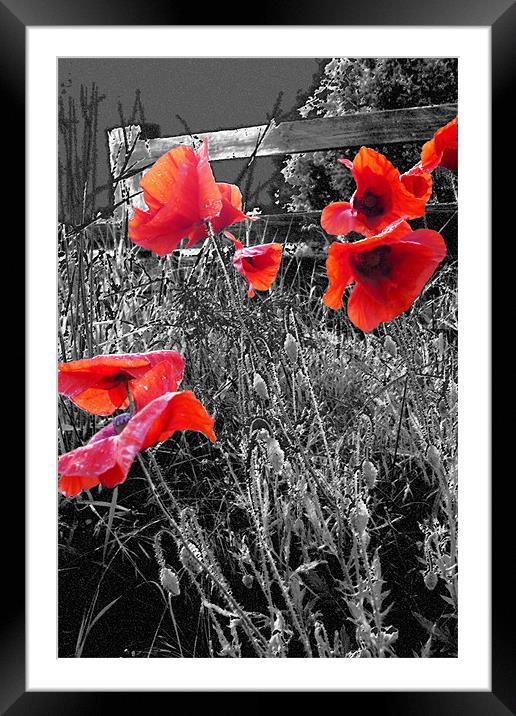 Wild Poppies Framed Mounted Print by Tony Watson