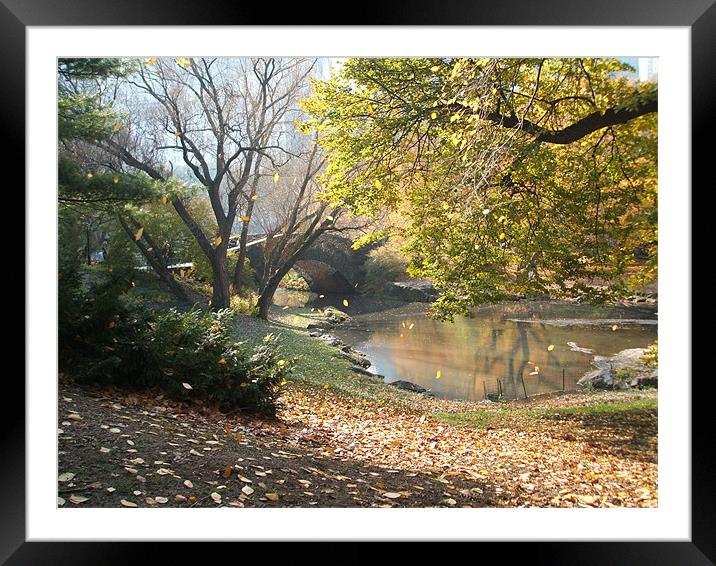 Central Park Framed Mounted Print by rachael purdy
