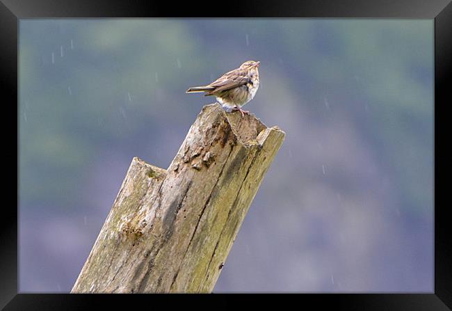 Spotted Flycatcher in the Rain Framed Print by Paul Leviston