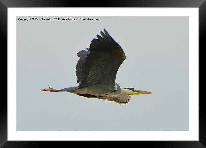 Gray Heron in Flight Framed Mounted Print by Paul Leviston