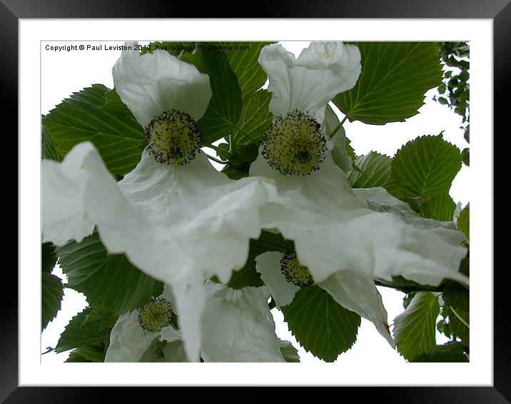 Handkerchief Tree Flower Framed Mounted Print by Paul Leviston