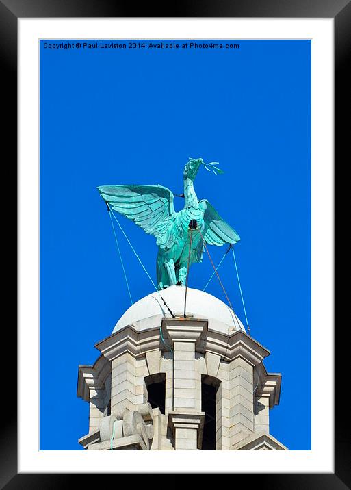 Liverpool Liver Bird  Framed Mounted Print by Paul Leviston