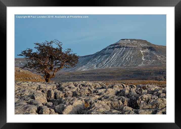  INGLEBOROUGH TREE  Framed Mounted Print by Paul Leviston