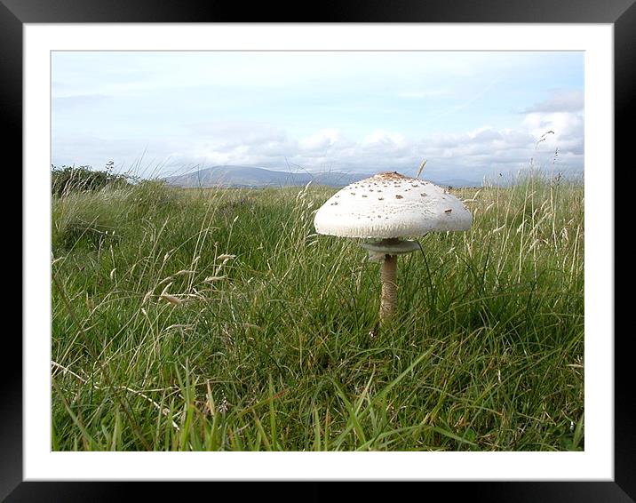 Landscape Mushroom Framed Mounted Print by Paul Leviston