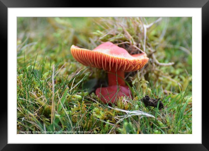 Mushroom Framed Mounted Print by Paul Leviston