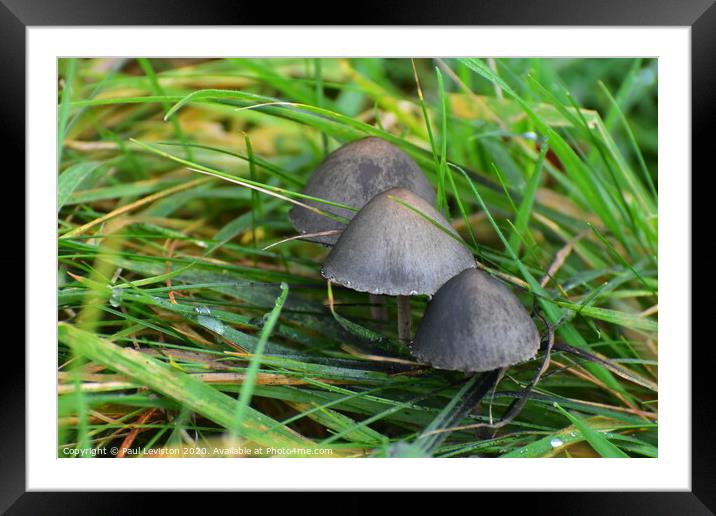 Grey Mushrooms Framed Mounted Print by Paul Leviston