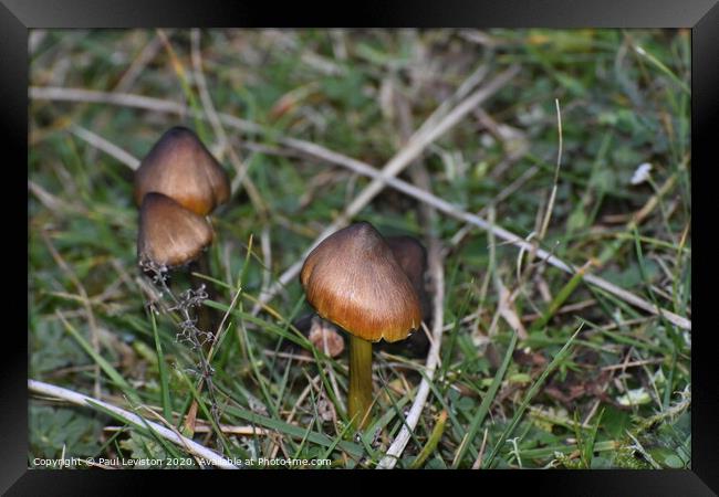 Three Brown Mushrooms  Framed Print by Paul Leviston