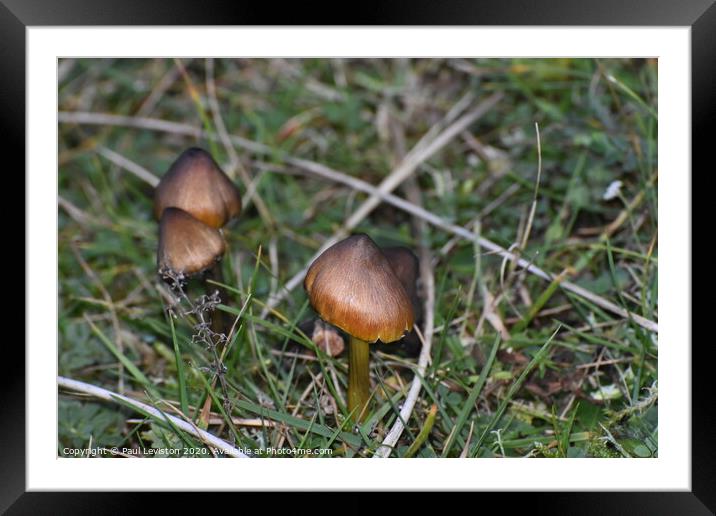 Three Brown Mushrooms  Framed Mounted Print by Paul Leviston