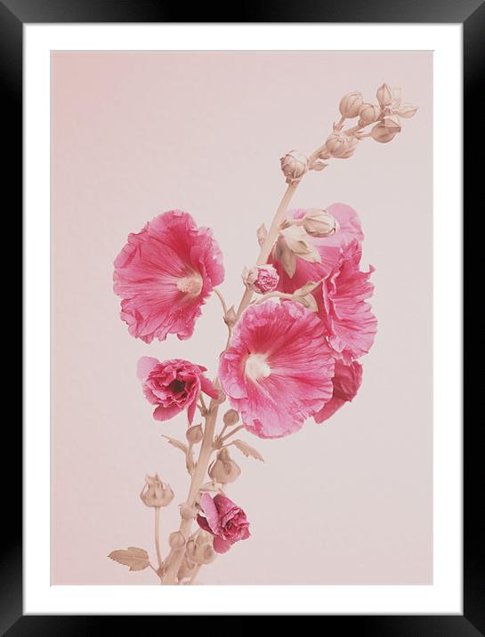 Hollyhock Framed Mounted Print by Will Black