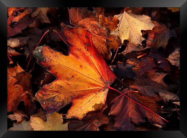 Autumn Leaves Framed Print by Will Black