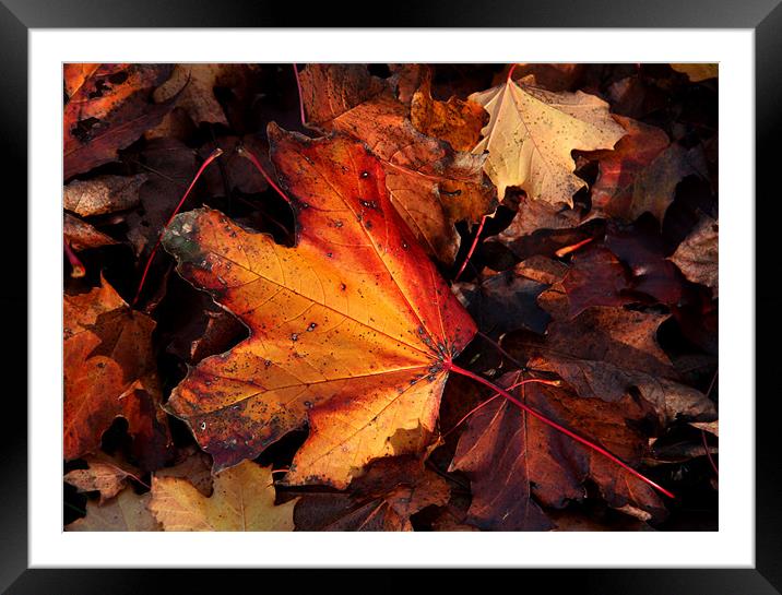 Autumn Leaves Framed Mounted Print by Will Black