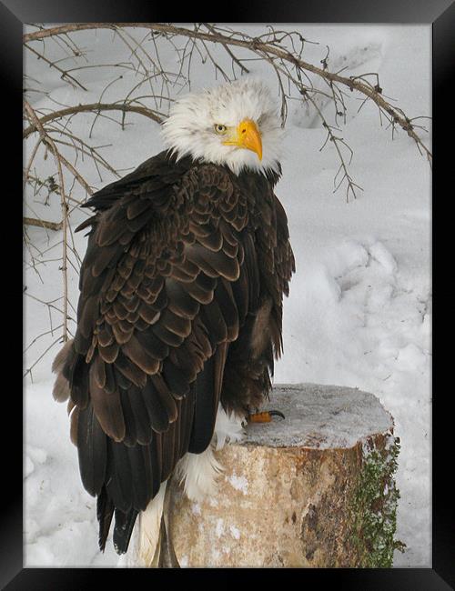 Bald Eagle Framed Print by Will Black