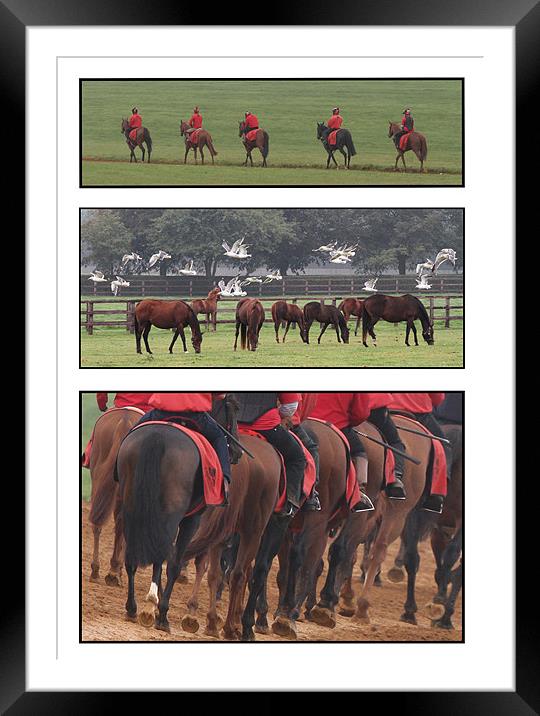 Equine trilogy Framed Mounted Print by Will Black