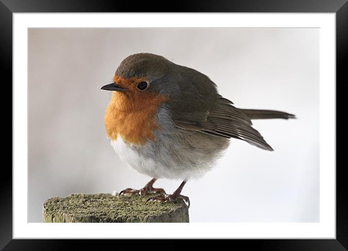 Robin Framed Mounted Print by Will Black