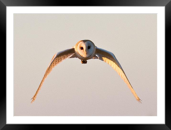 Owl in flight Framed Mounted Print by Will Black