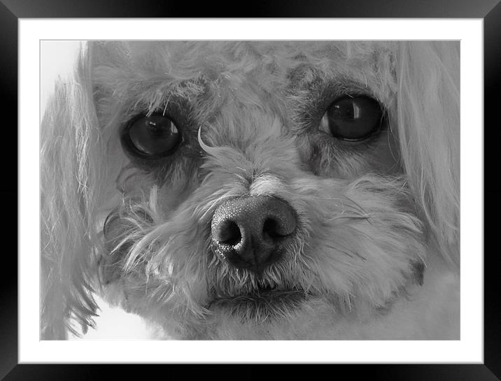 Alfie Framed Mounted Print by Will Black
